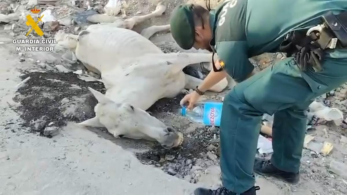 
                                                Investigado por maltratar a un caballo al que hubo que practicarle la eutanasia
                                            