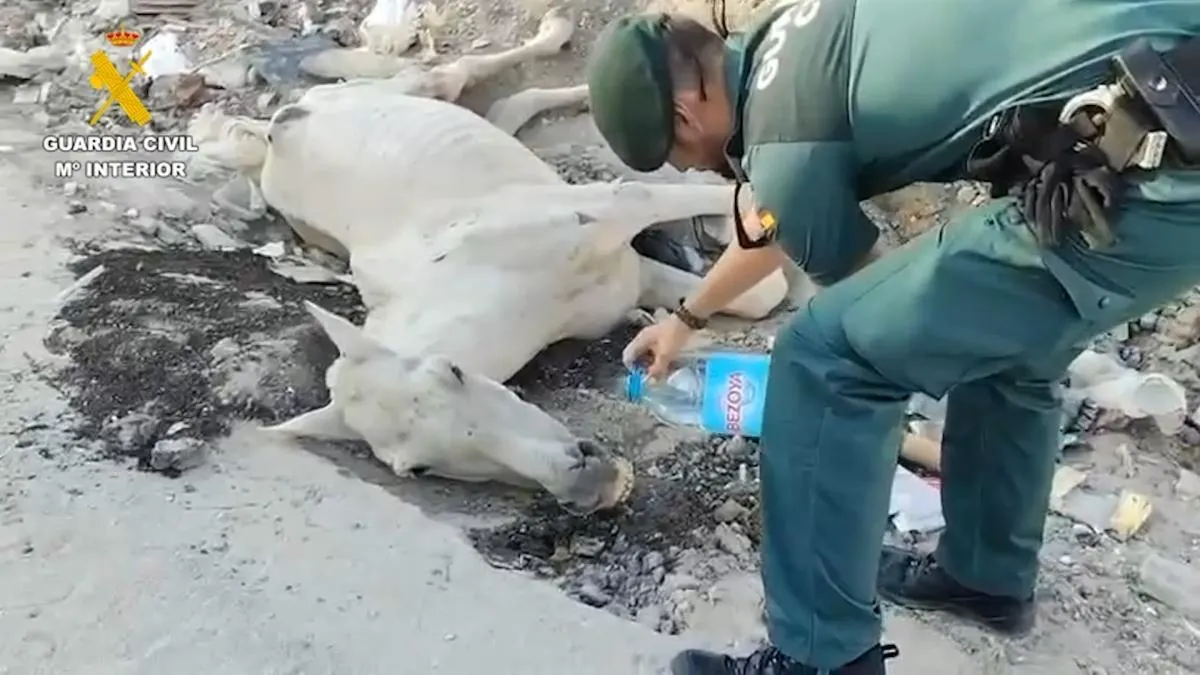 
                                                Investigado por maltratar a un caballo al que hubo que practicarle la eutanasia
                                            