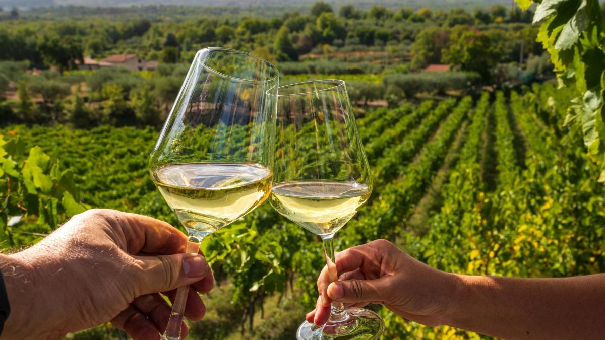 
                                                                                                                                              8 vinos que exaltan las variedades autóctonas blancas (Parte I)
                                                                                                                                          