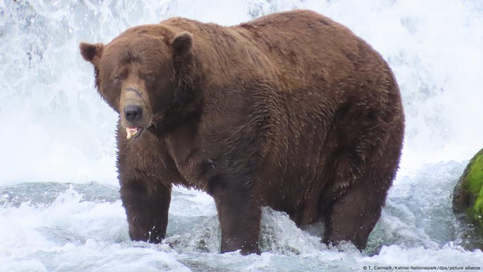 'Chunk' wins Fat Bear Week 2025 award in Alaska