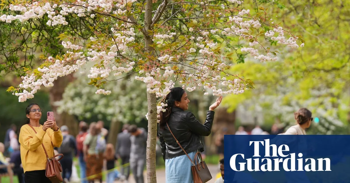 Spring flowers bloom in England after mix of hot and cold weather creates ideal conditions