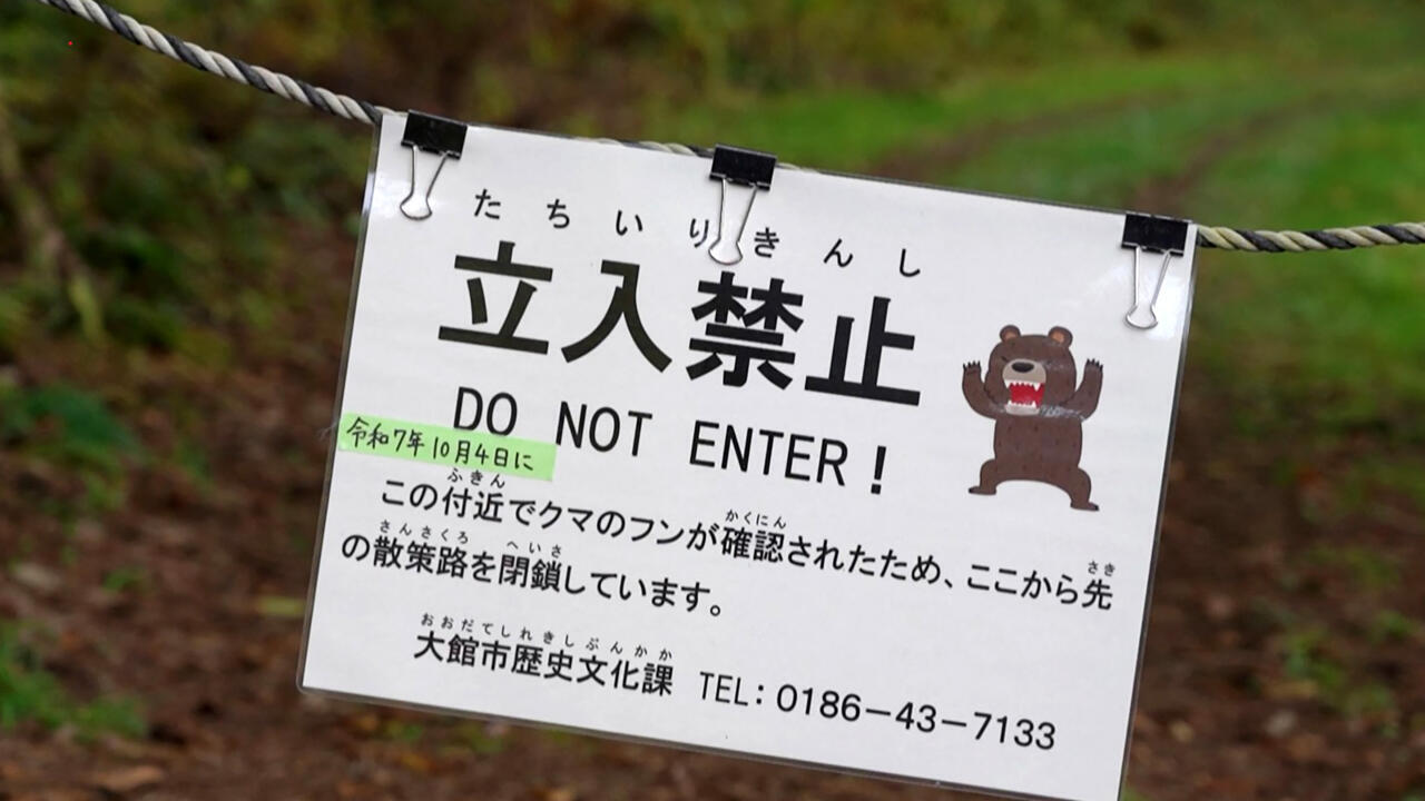 Face au record d’attaques, le Japon veut tuer plus de 10 000 ours en un an