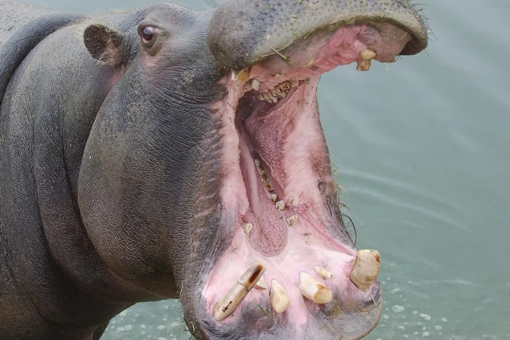 Los hipopótamos de Pablo Escobar: Colombia hará la eutanasia a 80 ejemplares para controlar la especie invasora