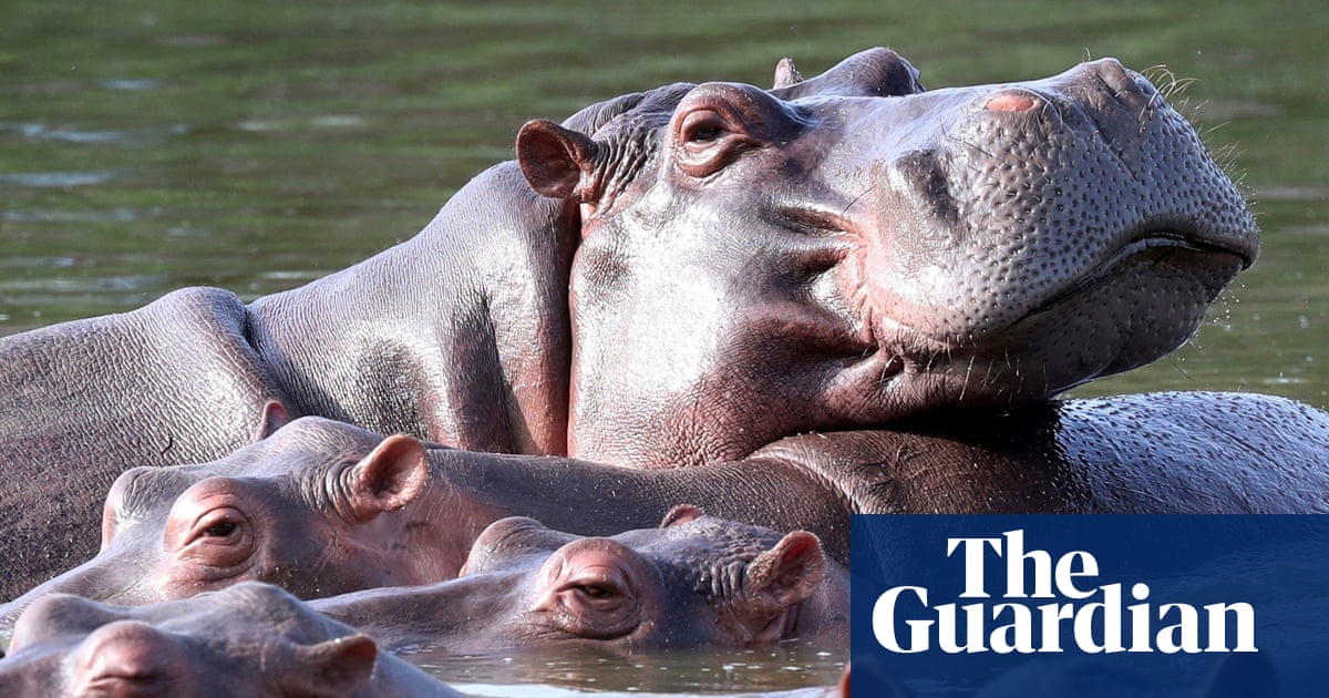 Colombia to cull up to 80 hippos descended from Pablo Escobar zoo