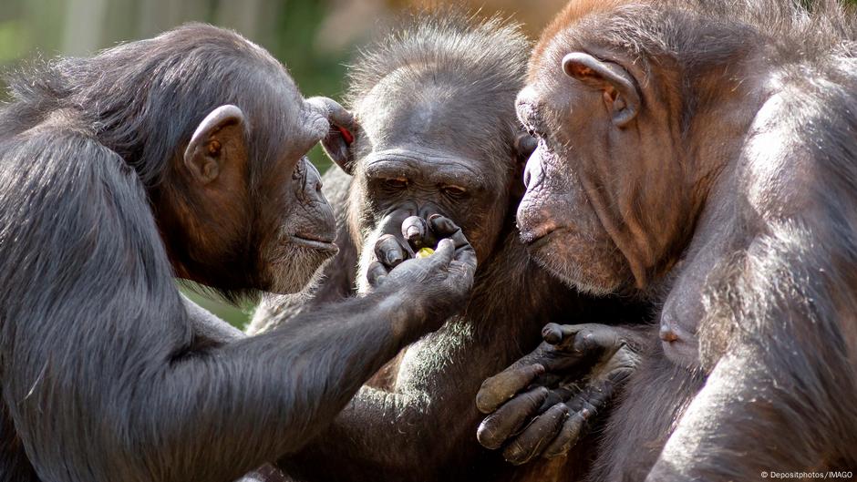 Chimps regularly consume alcohol, study finds