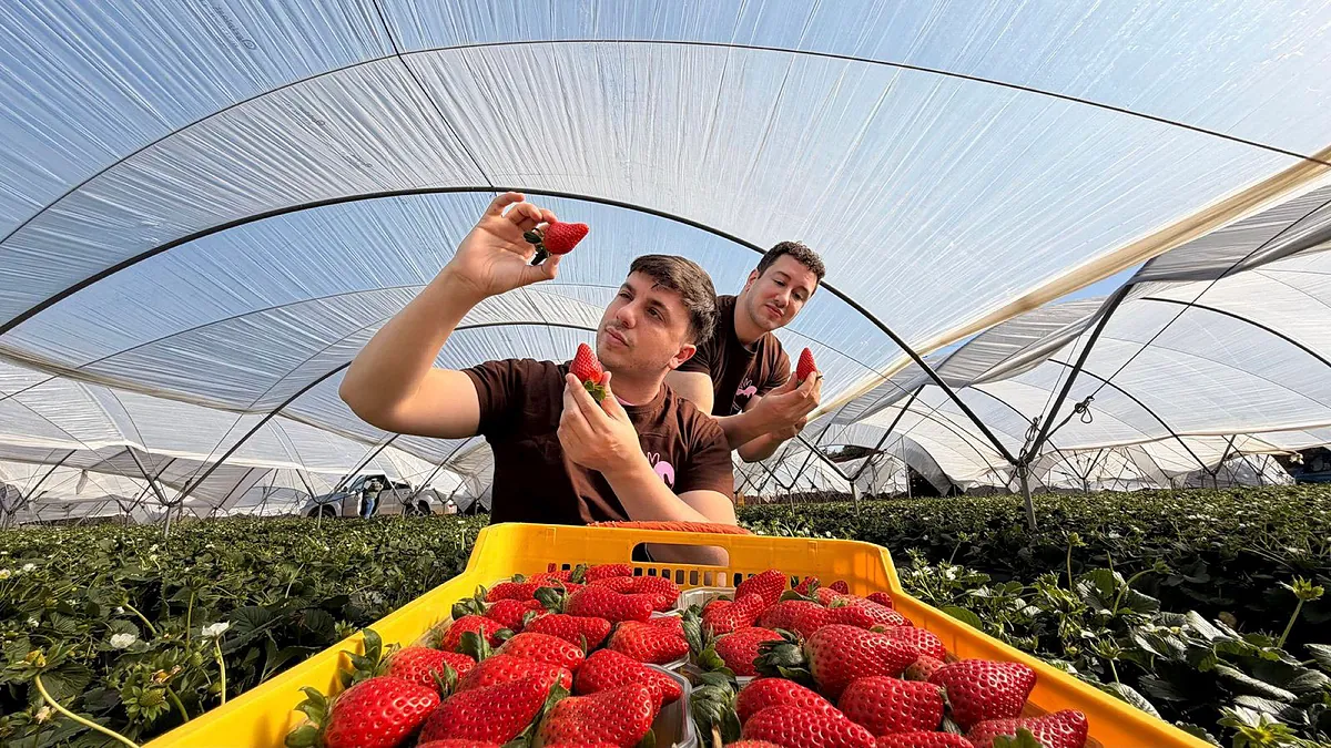 De un puesto de mercado de cuatro metros a la consagración con Rosalía: Alejandro y Gonzalo cosechan las 'fresas más famosas del mundo' en Huelva y Segovia