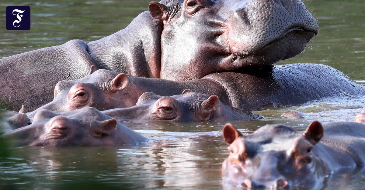 80 Tiere: Kolumbien will Flusspferde von Drogenbaron Escobar keulen