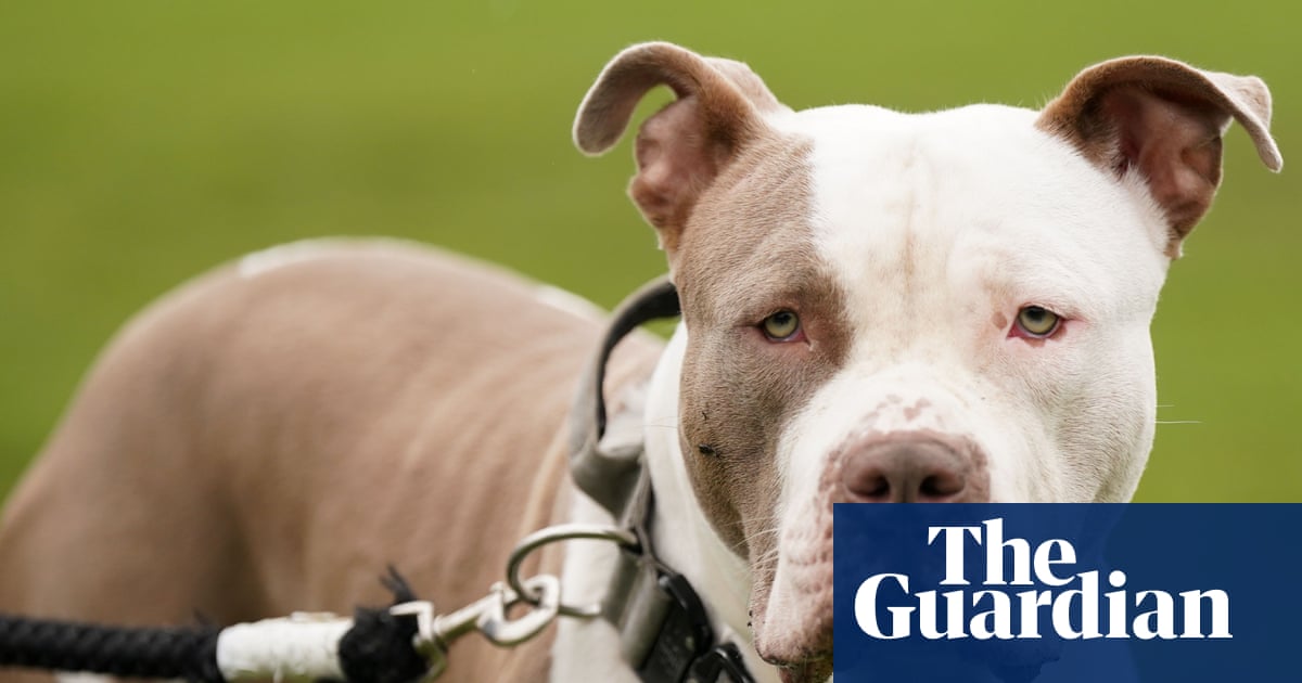 ‘Huge’ increase in kennelling and vet spending by police after XL bully ban
