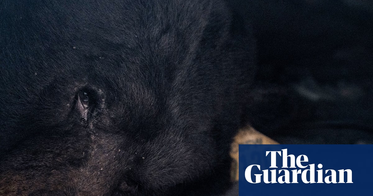 ‘Boom, he’s out’: bear living ‘rent-free’ under California home has been removed