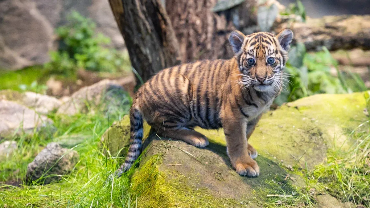 Bestiarium – Von Tieren und Menschen: Oh, wie schön wäre Sumatra