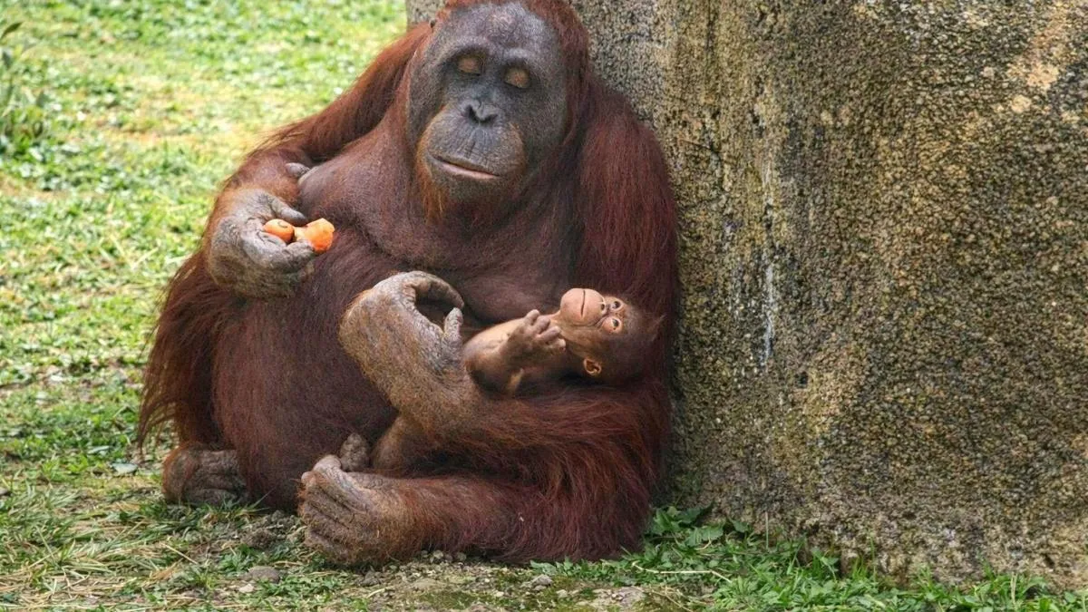 
                                                 Nace una cría de orangután de Borneo en el zoo de Madrid, una de las especies más amenazadas
                                             
