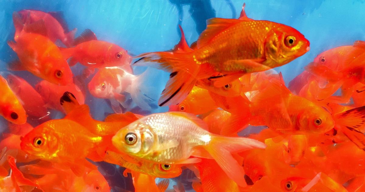 Après le décès de Loana, son poisson rouge a survécu 12 jours avant d’être confié à une association