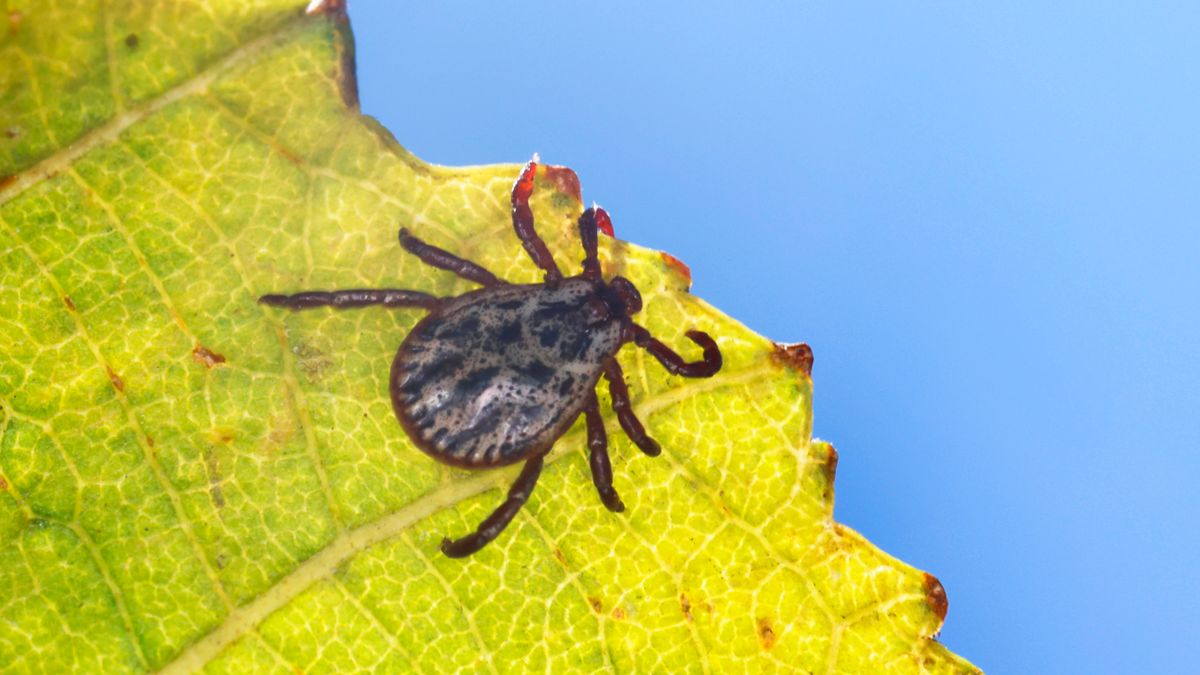 Zeckenbisse: 24 Menschen starben 2024 an FSME oder Borreliose