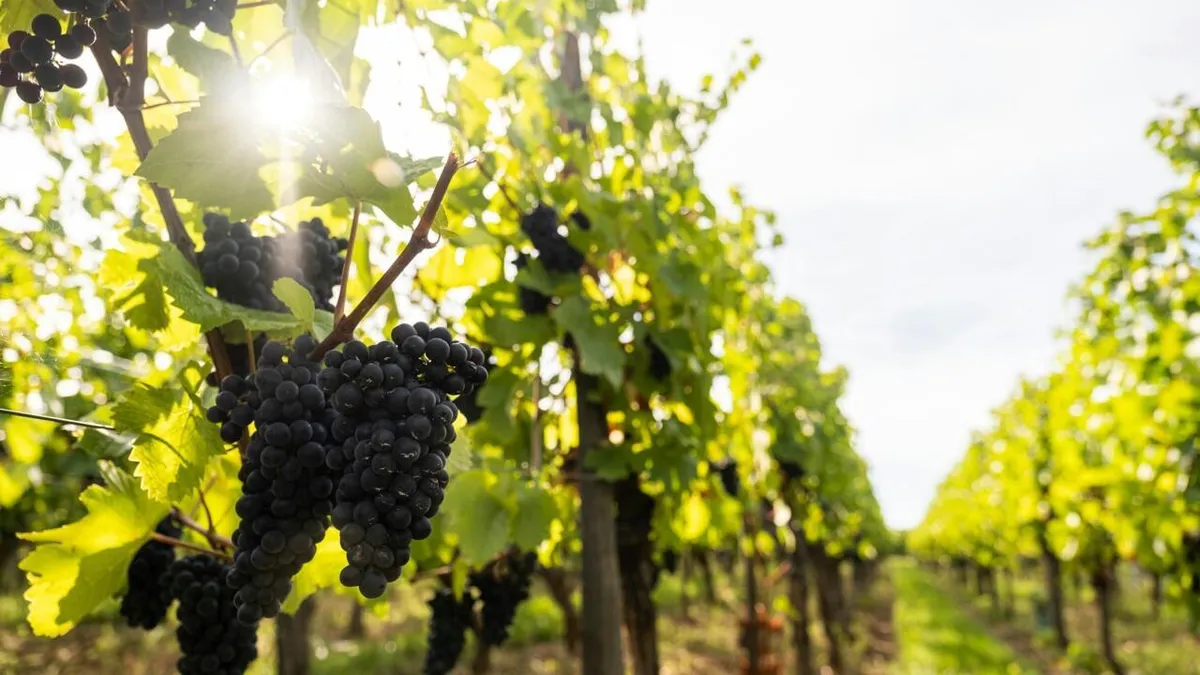L’ADN a parlé: la culture de la vigne en France date de plus de 4 000 ans