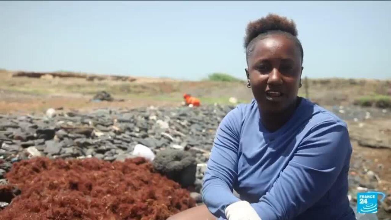 From menace to fertiliser: The women fighting back against Cape Verde's seaweed surge