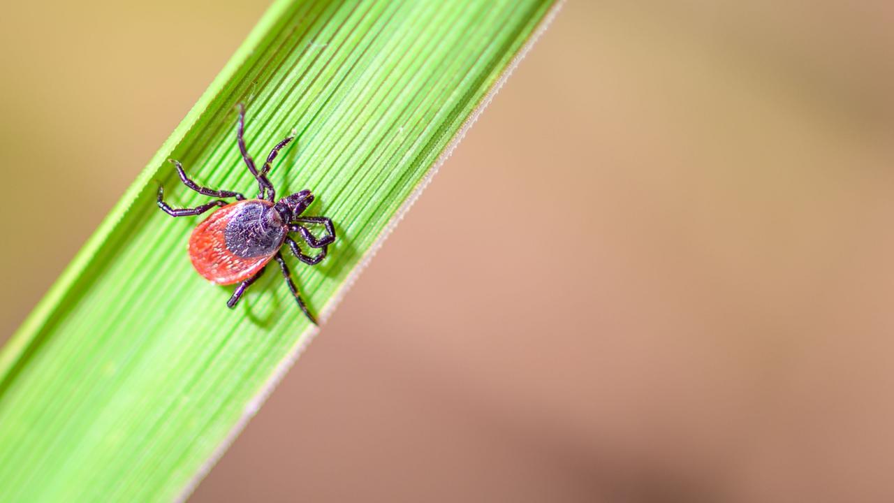 Start der Zeckensaison: 2024 starben 24 Menschen an FSME und Borreliose