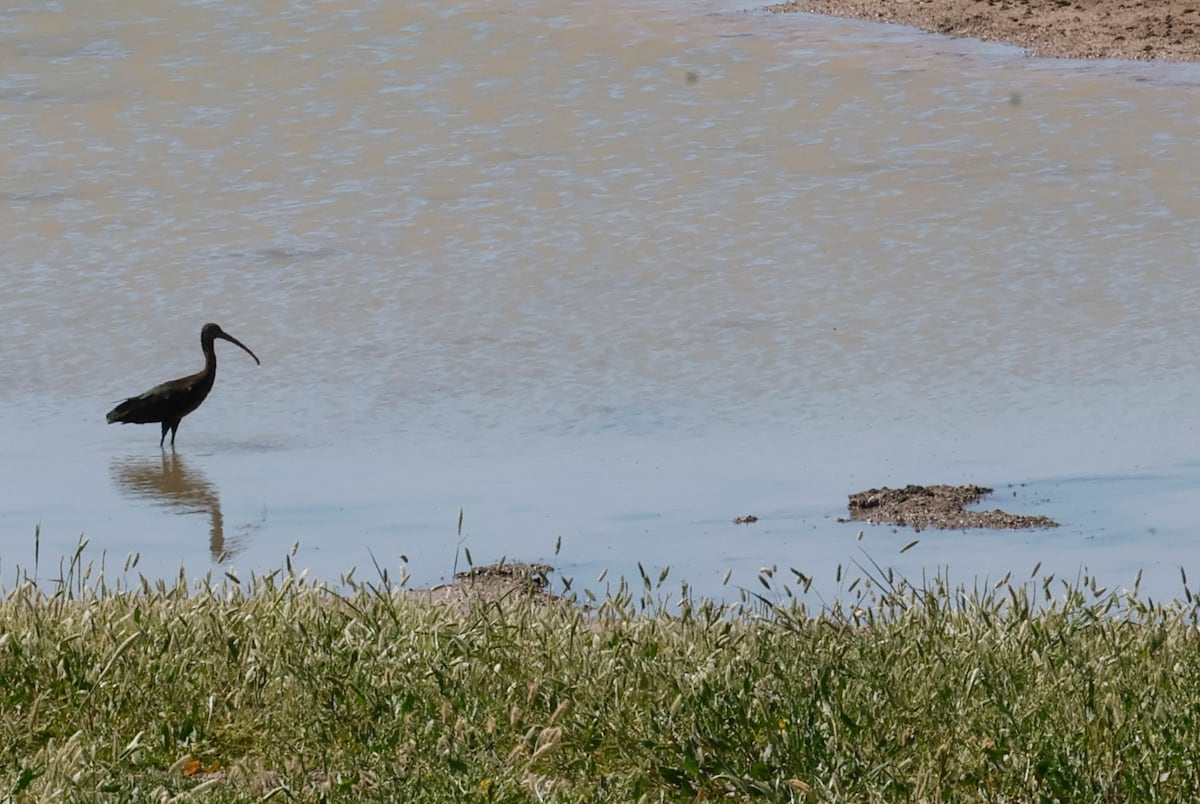 Nace un nuevo humedal de 53 hectáreas para las aves migratorias frente a Doñana