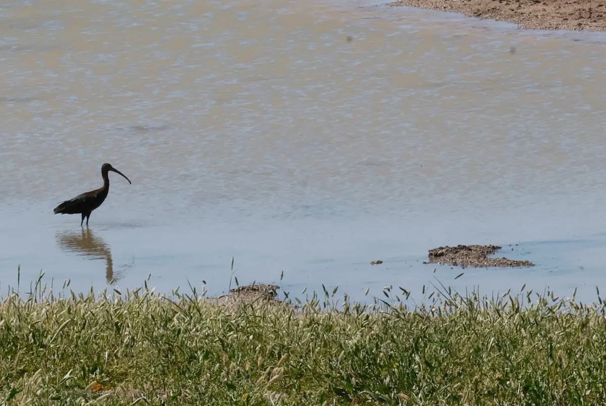 Nace un nuevo humedal de 53 hectáreas para las aves migratorias frente a Doñana