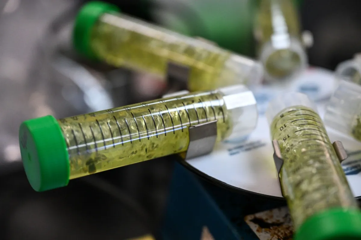 Colorado Marijuana Regulators Pledge Crackdown on Intoxicating Hemp