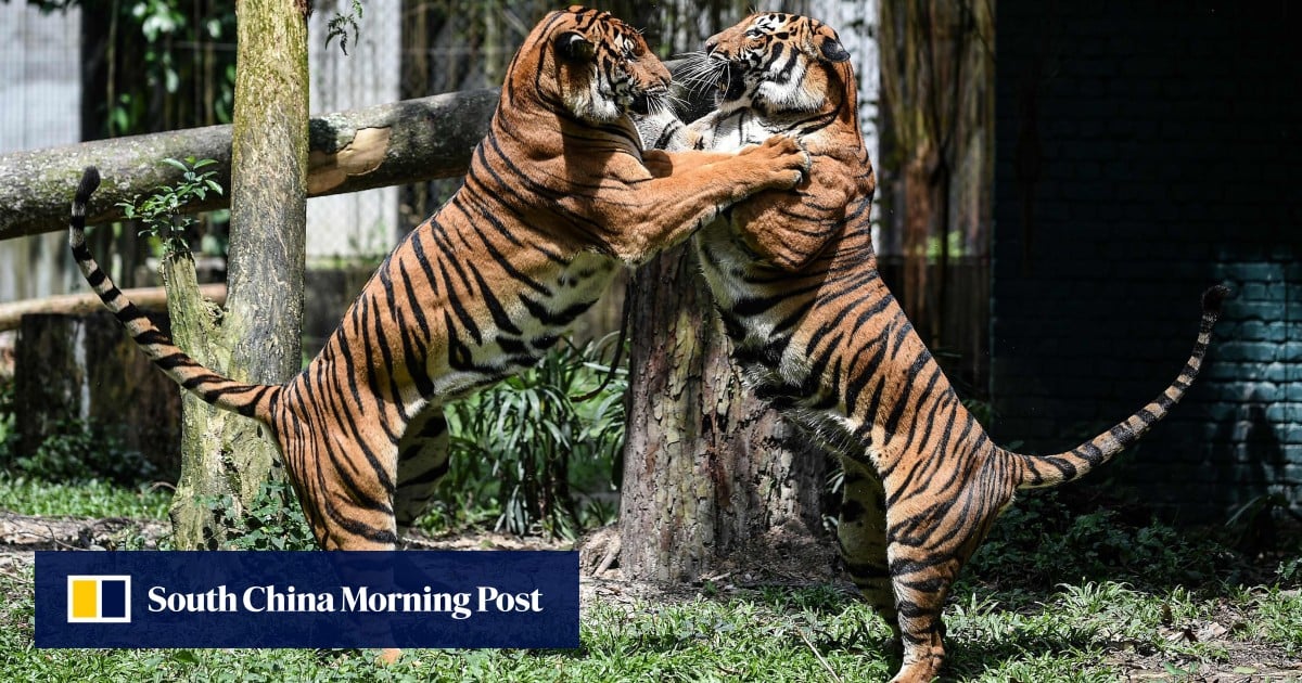 Malaysia’s tigers in crisis due to poachers, habitat loss