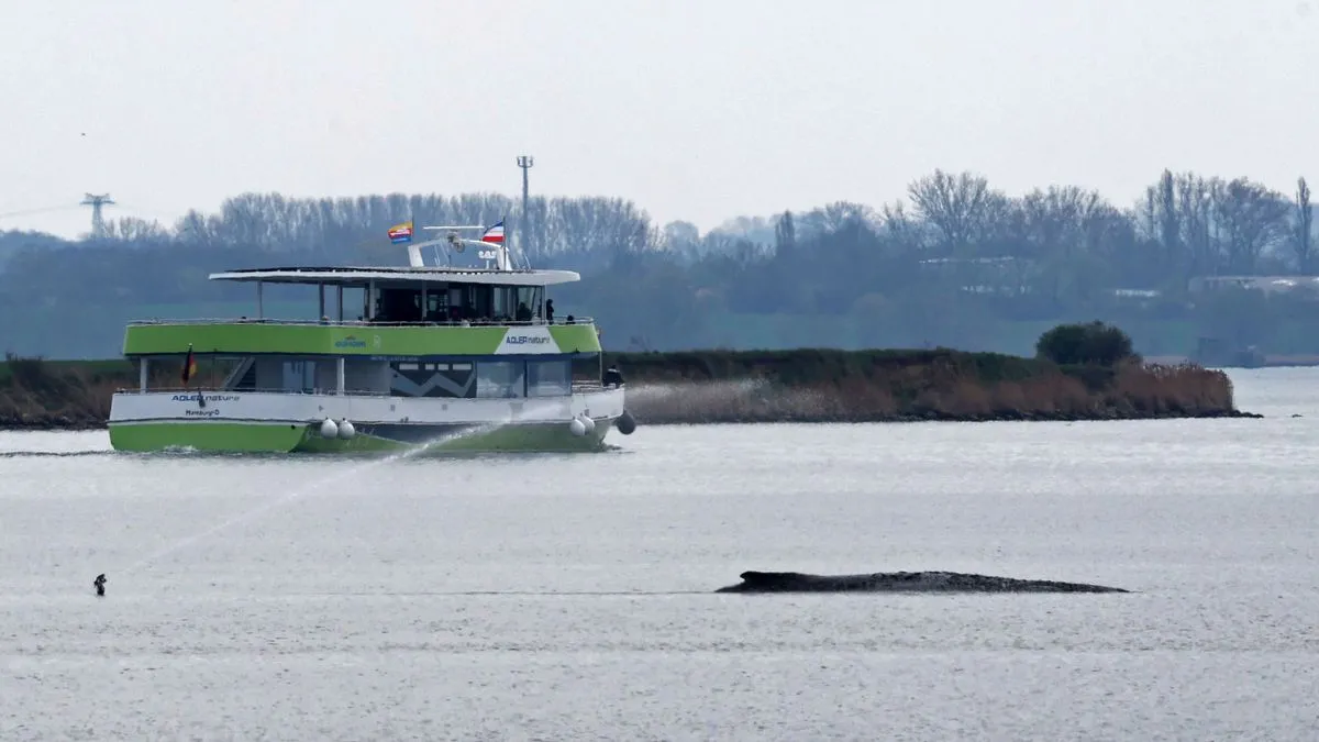 Wismar: Rettungsversuch für gestrandeten Wal – Minister gibt grünes Licht