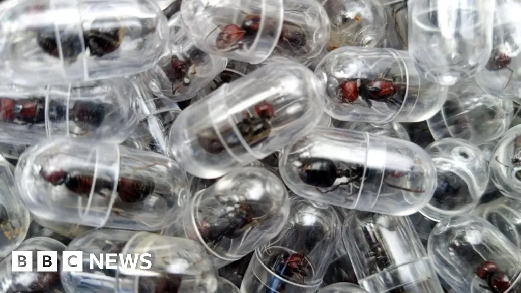 Chinese national given one year in prison for smuggling ants out of Kenya