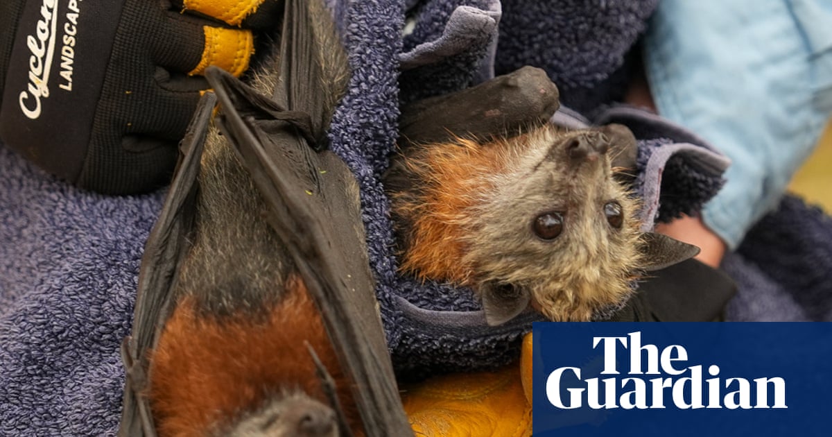 Flying foxes die in their thousands in worst mass-mortality event since Australia’s black summer
