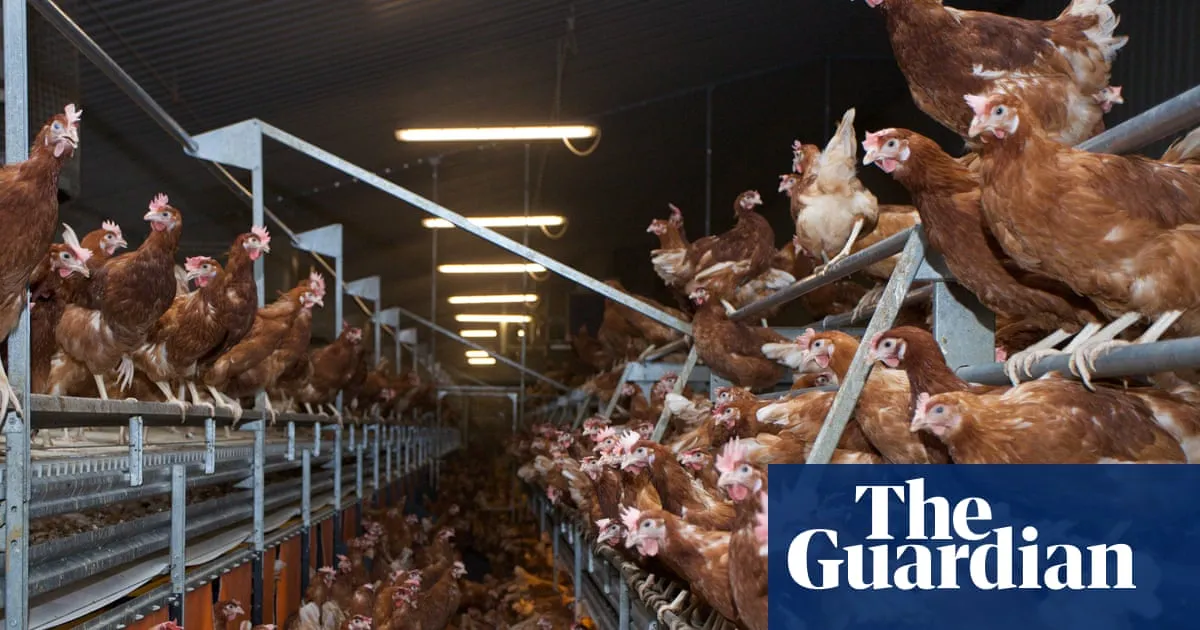Ammonia pollution hotspots found in areas of UK with most pig and poultry factory farms