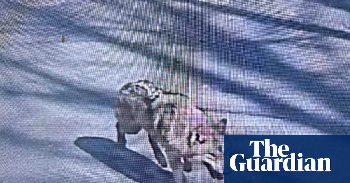 South Koreans breathe sighs of relief as escaped wolf is returned to zoo safely