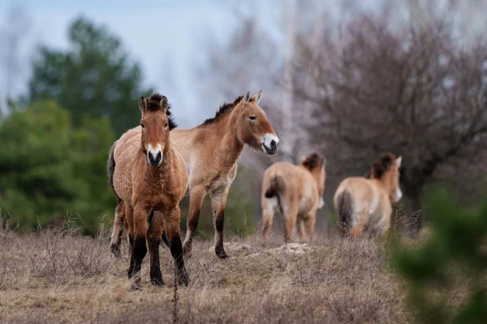 Chernobyl’s radioactive landscape is testament to nature’s resilience and survival spirit