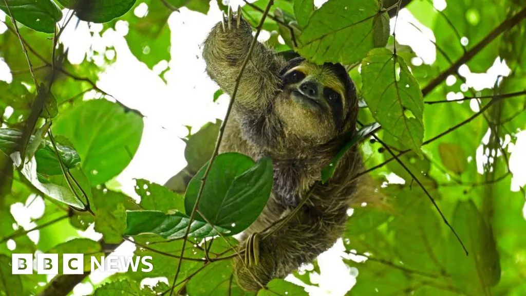 Thirty-one sloths die in Florida before opening of attraction