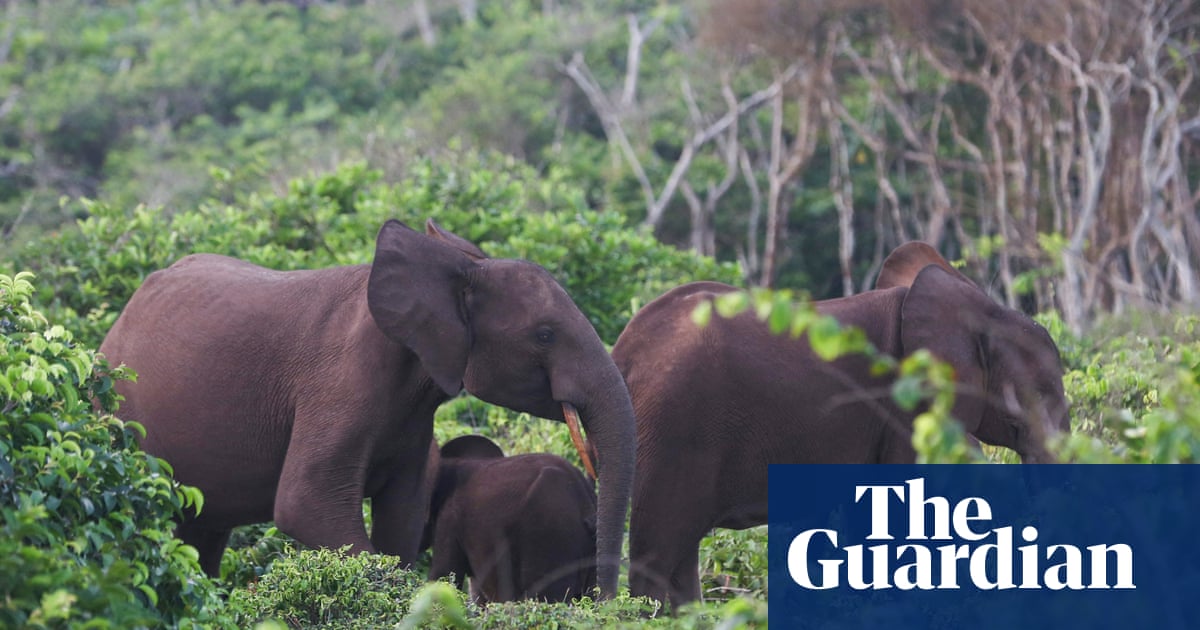 US millionaire big-game hunter dies after being crushed by elephants