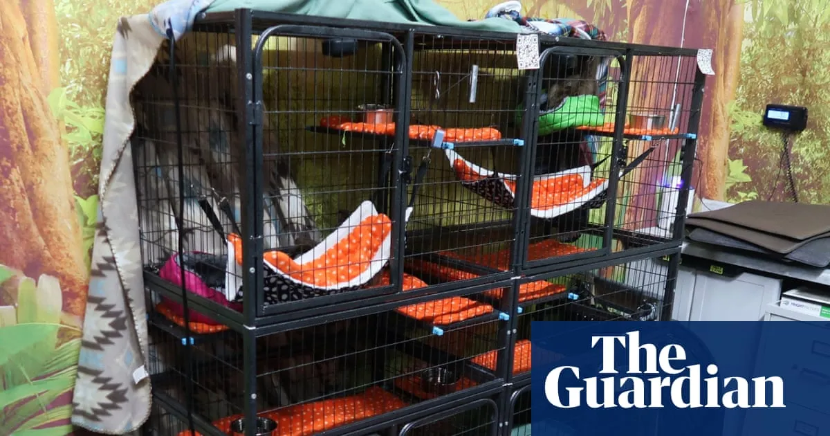 Florida officials investigate planned ‘Sloth World’ attraction after 31 sloths die in warehouse