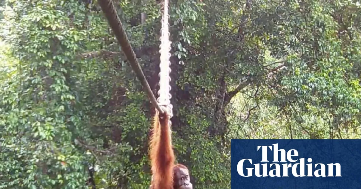 ‘Cries of delight’ as Sumatran orangutan filmed using canopy bridge to cross road for first time