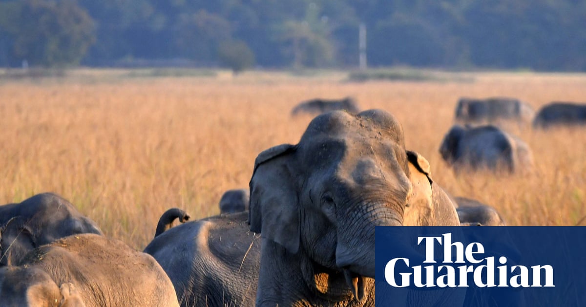 Search for single-tusked elephant after 22 killed in India rampage