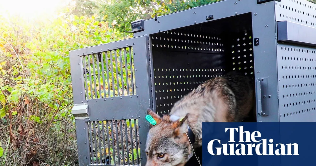 Lake Superior’s wolves thriving as packs prey on moose, researchers say