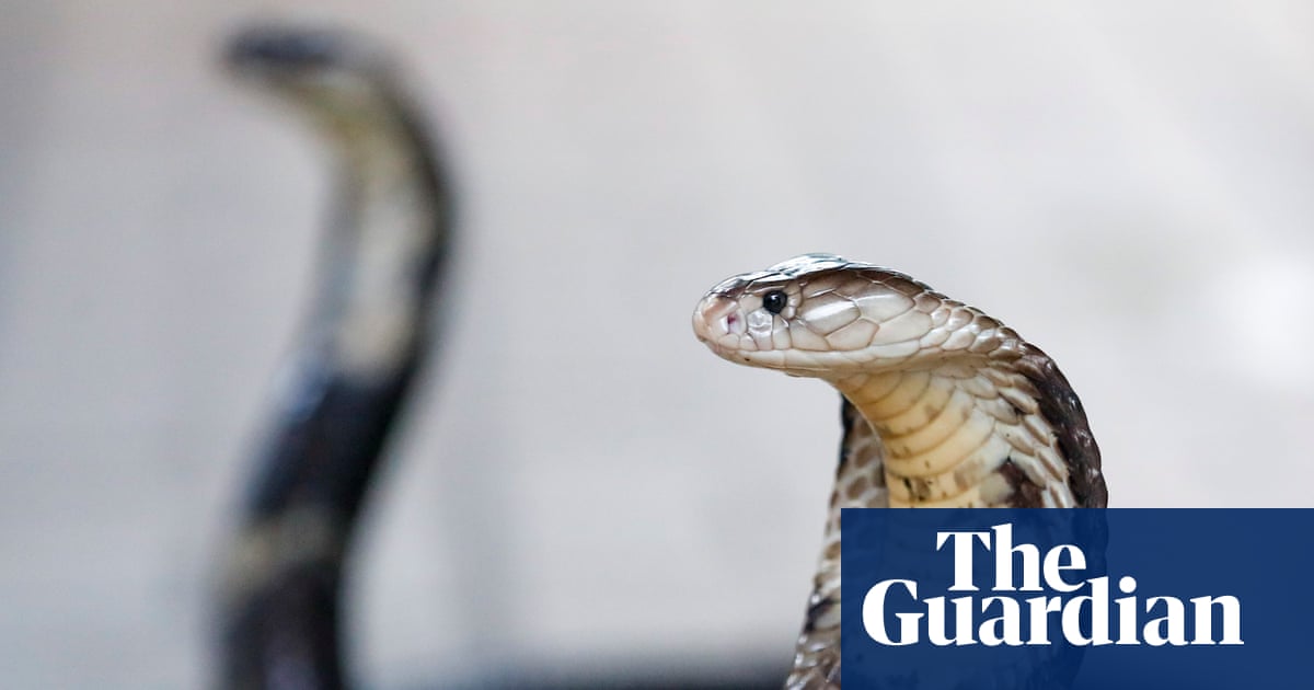 German tourist dies after being bitten at snake show on family holiday in Egypt