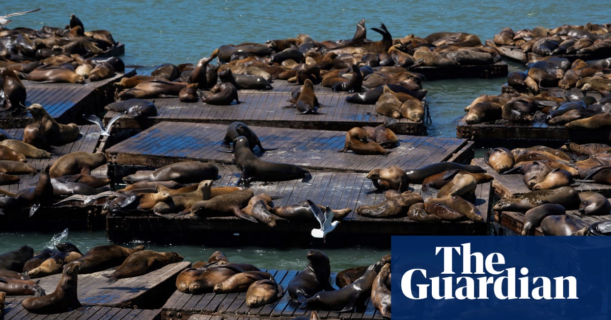 ‘Chonkers’ the large sea lion charms the San Francisco Bay area