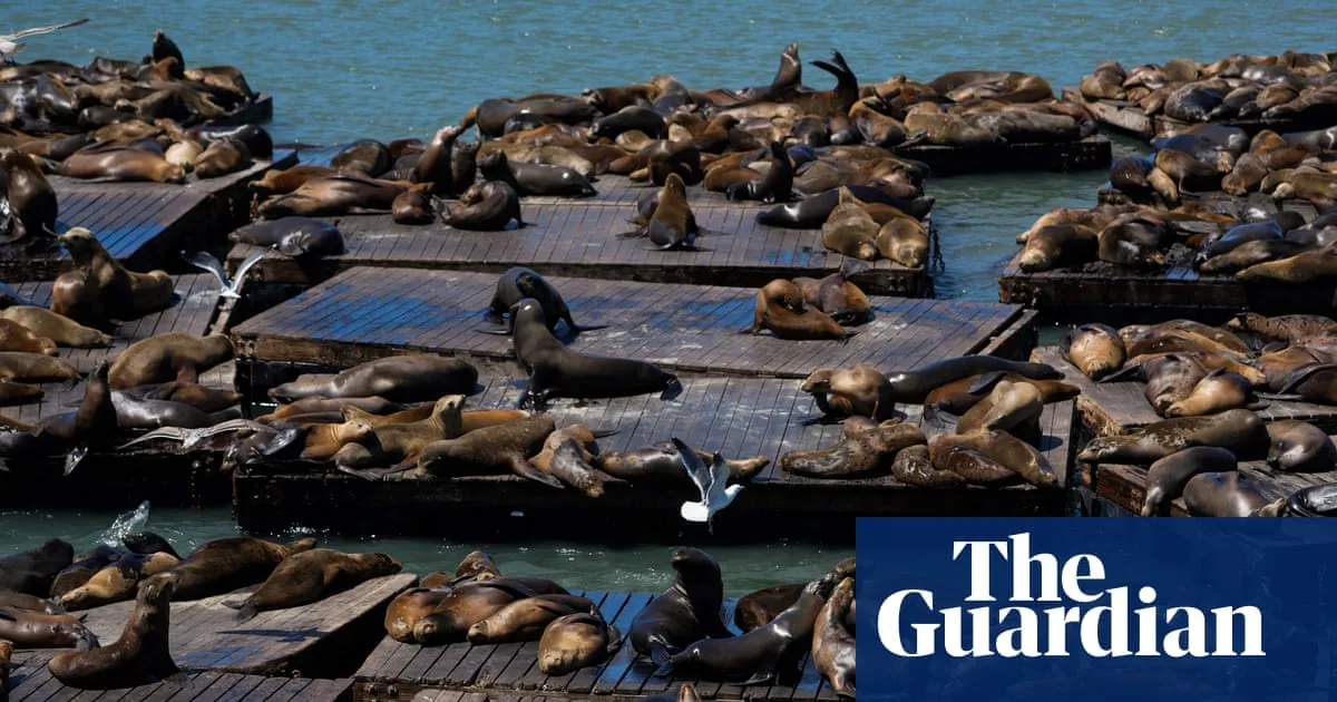 ‘Chonkers’ the large sea lion charms the San Francisco Bay area
