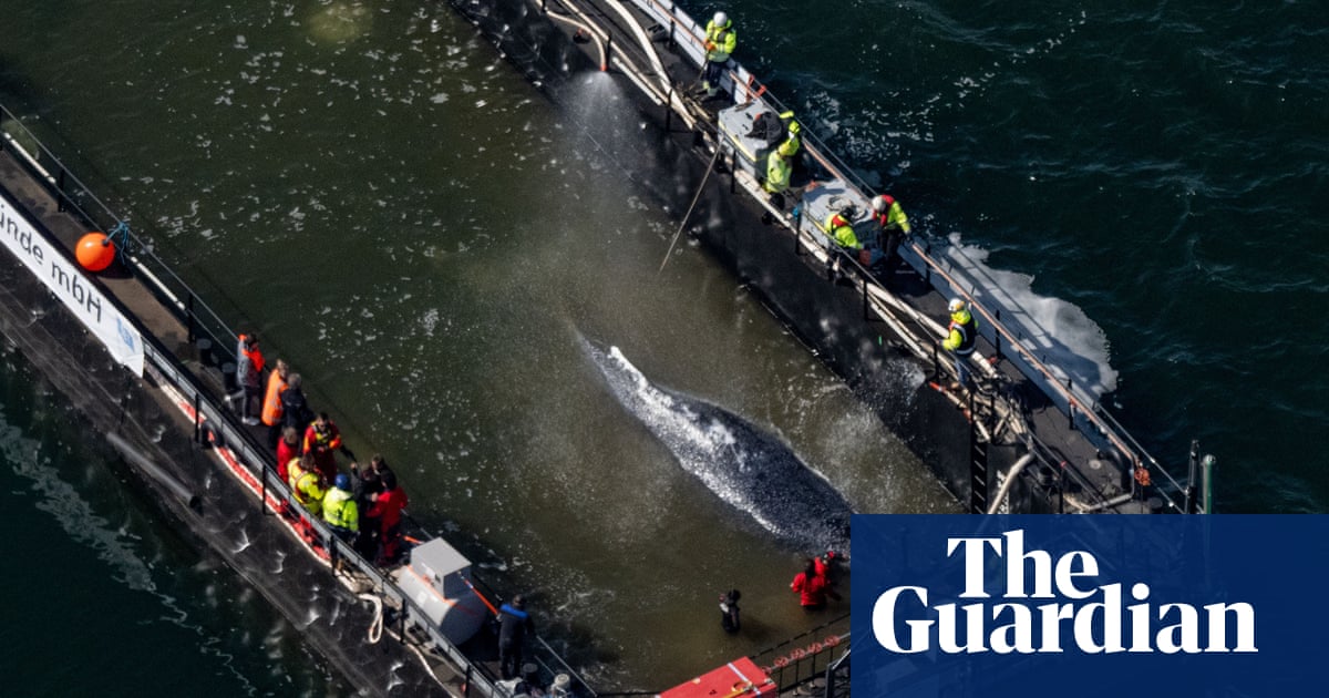 Barge rescue attempt for Timmy the whale in Germany gets go-ahead