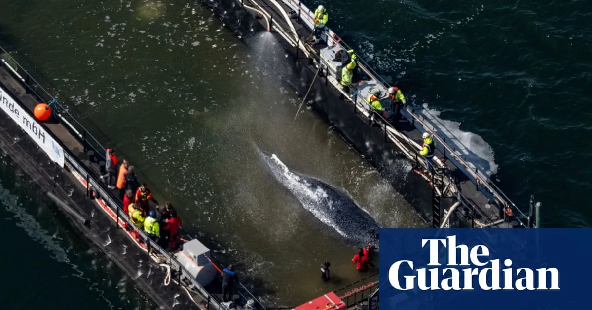Barge rescue attempt for Timmy the whale in Germany gets go-ahead