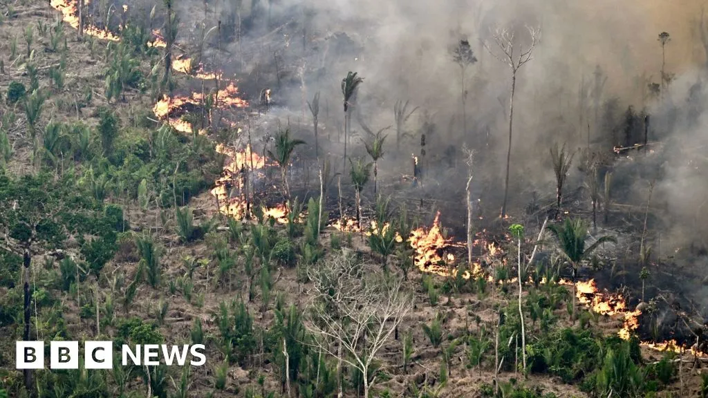 Global forest loss slows but El Niño fires could threaten progress