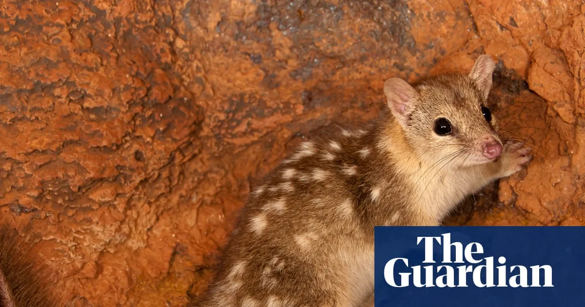 Ten Sydney harbours’ worth of threatened species habitat cleared under Albanese government in 2025, report finds