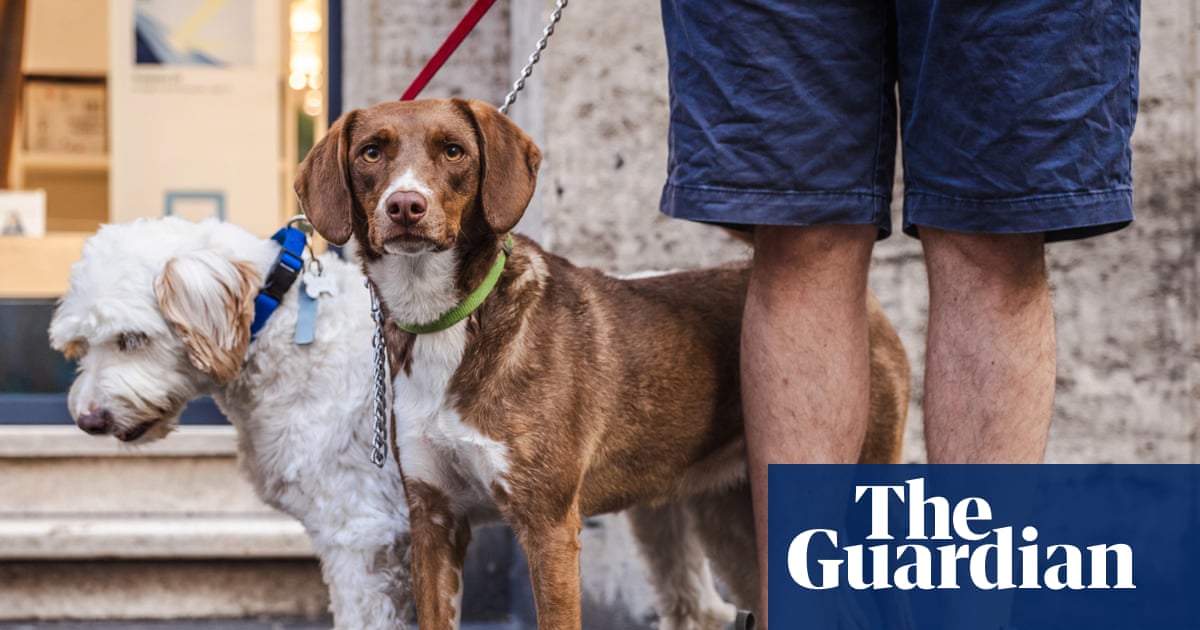 Italian city orders dog owners to wash away urine or face €500 fine