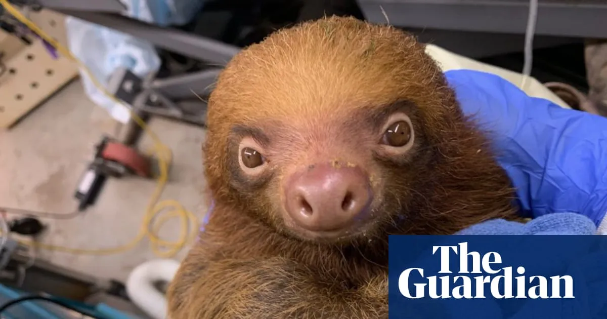 Florida prosecutors launch criminal investigation into deaths of 31 sloths