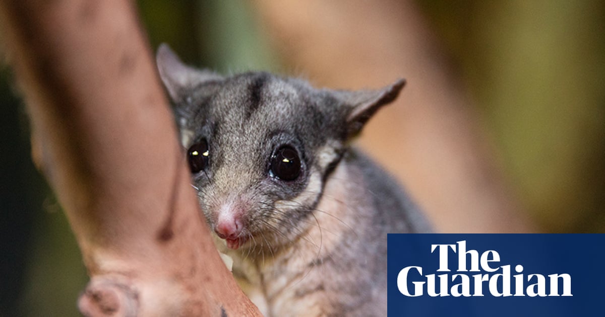 Federal government accused of watering down proposal to protect Australia’s threatened species and ecosystems