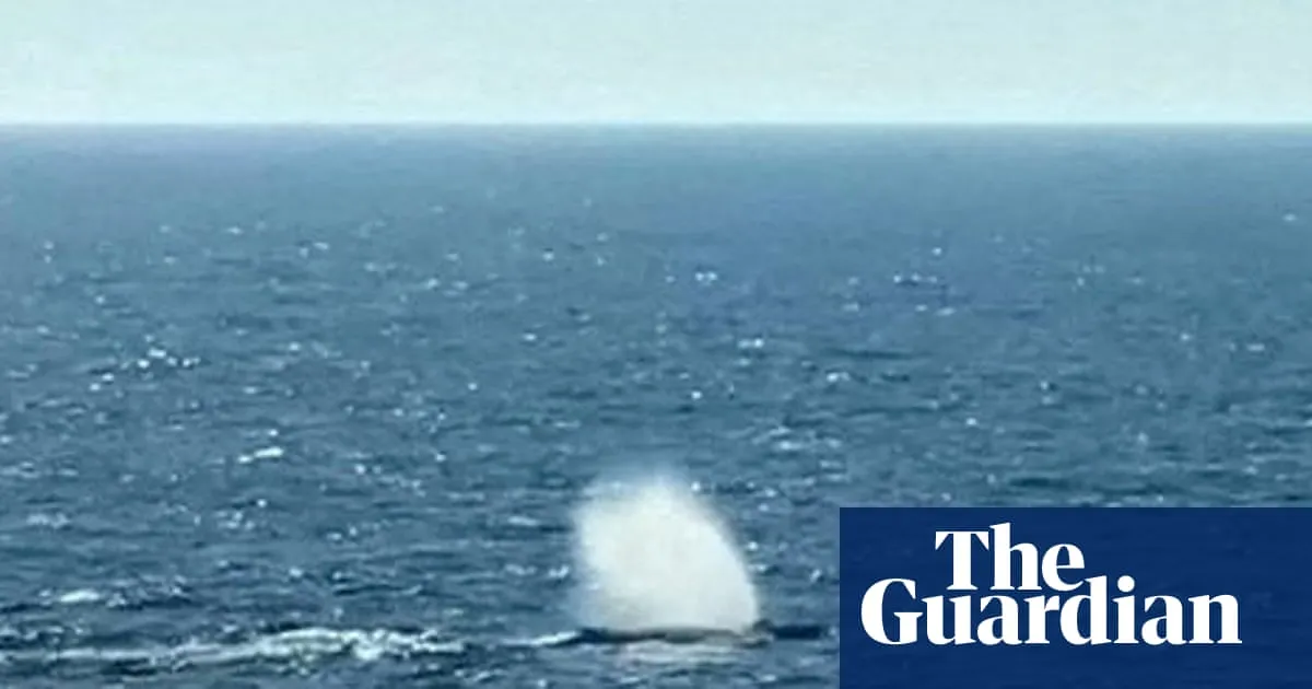 Rescuers release humpback whale after it was stranded in shallow waters near Baltic coast