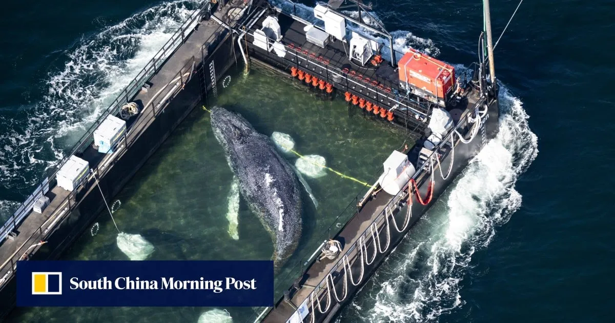 Humpback whale ‘Timmy’ released in North Sea after weeks stranded off Germany