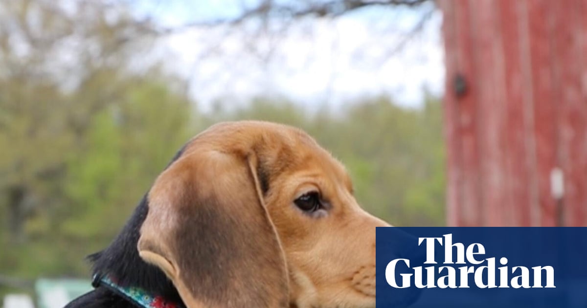 ‘They know they’re safe’: beagles saved from US research facility after protests
