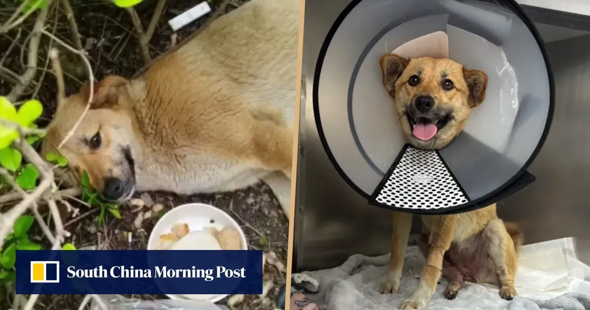 China stray dog becomes local hero after car crash, 56 cabbies cover medical costs, aid in recovery